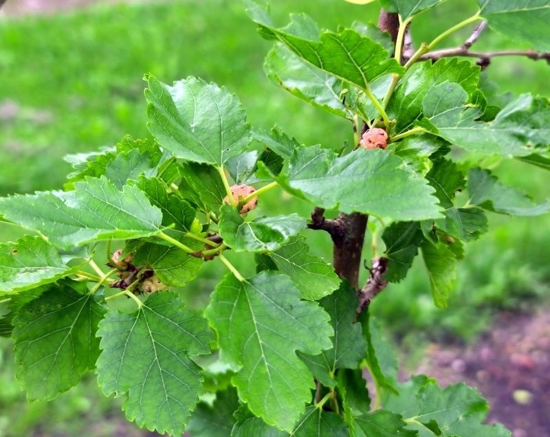 Witte Moerbei Morus Alba Kopen